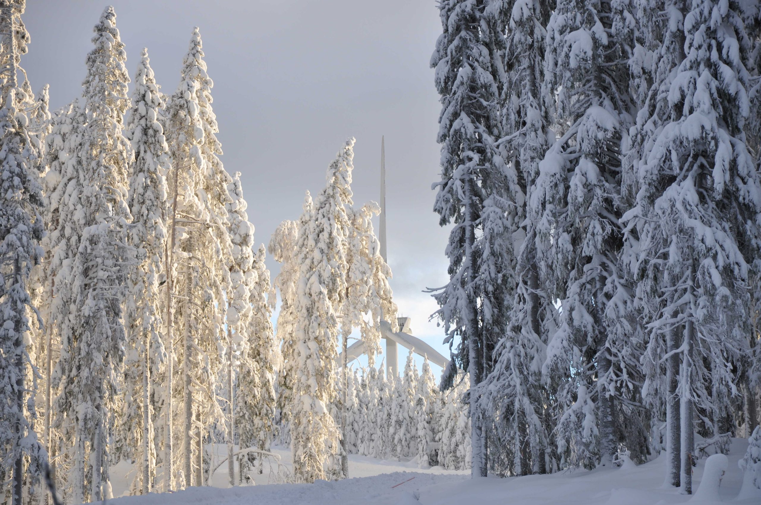 snowy pine forest