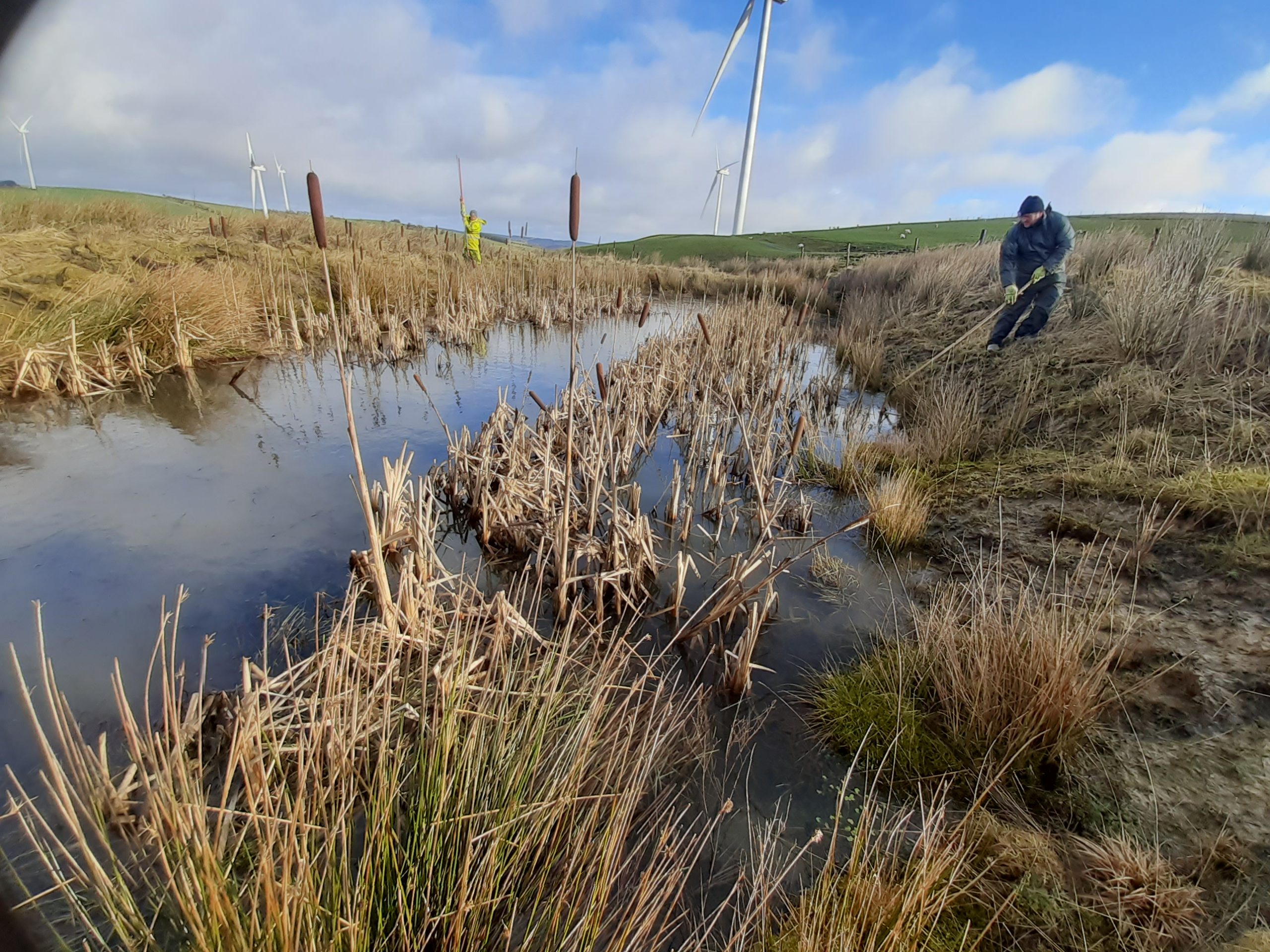 people working in marshes